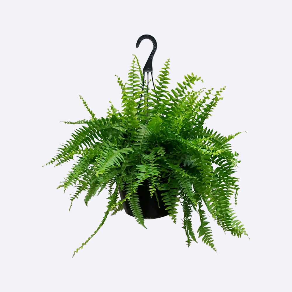 Fern Plant